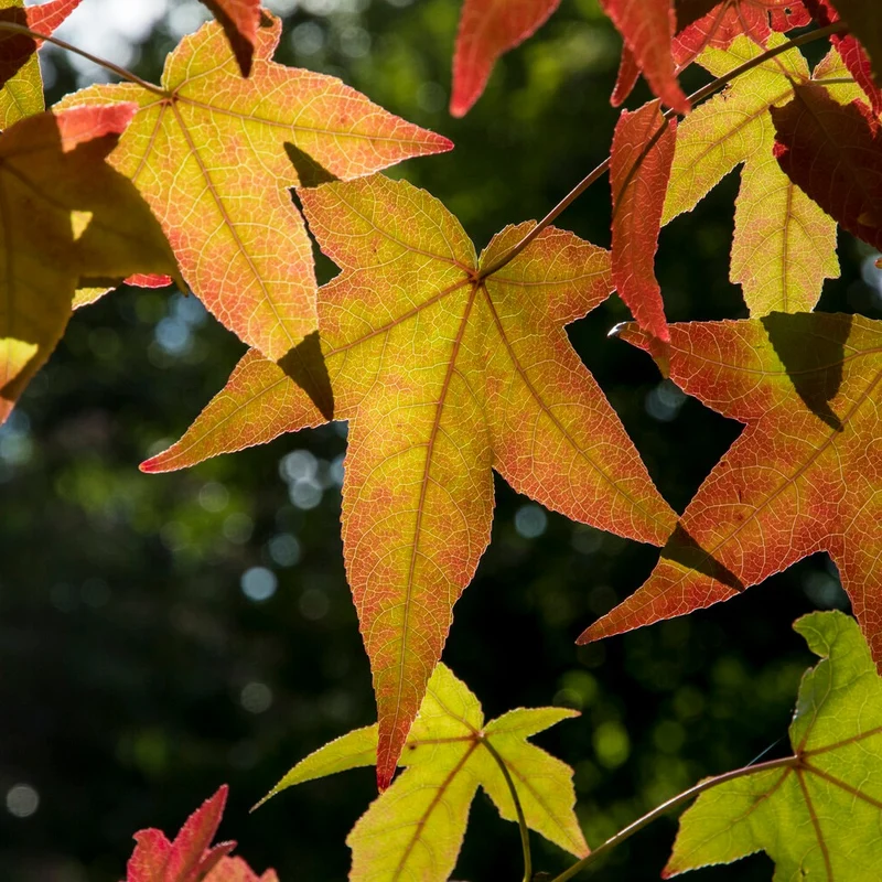 Amberbaum