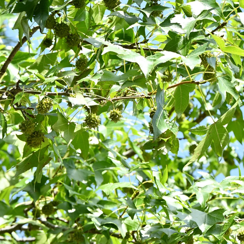 Amberbaum