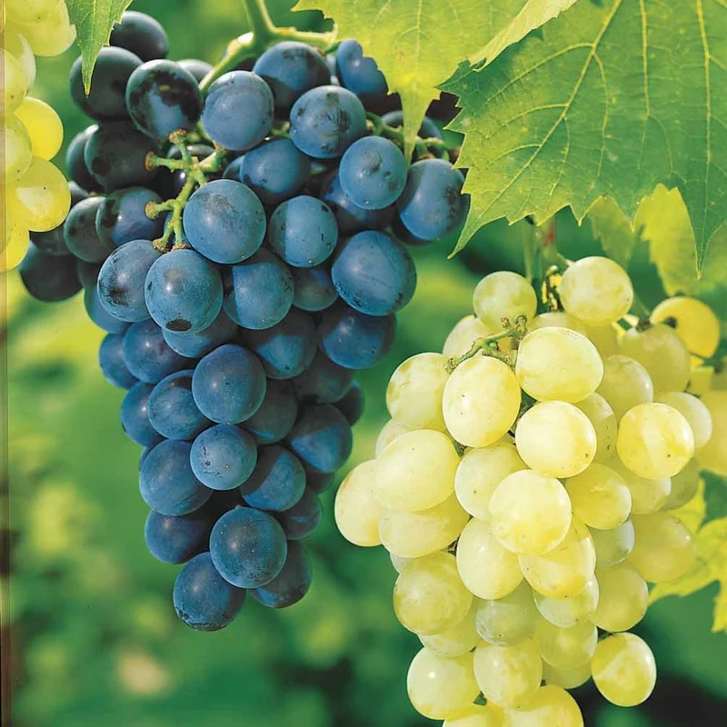 Weinreben-Kollektion 'Muscat de Hambourg' & 'Chasselas de Fontainebleau' (x2)