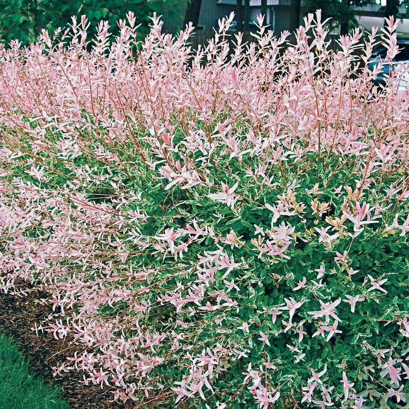 Harlekinweide