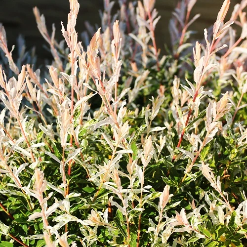 Harlekinweide - Hecke von 3 m Länge (x3)