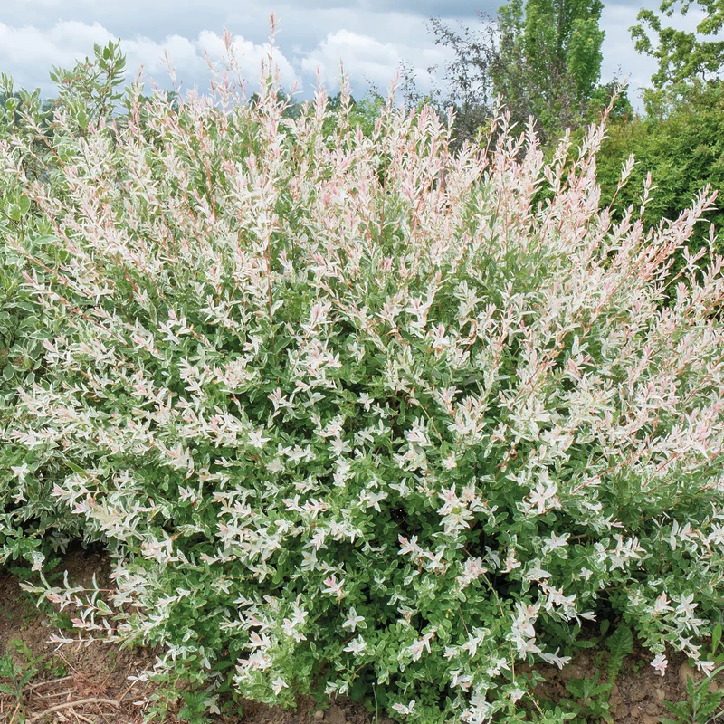 Harlekinweide - Hecke von 3 m Länge (x3)