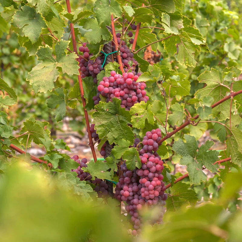 Tafeltraube ‘Chasselas Rose’