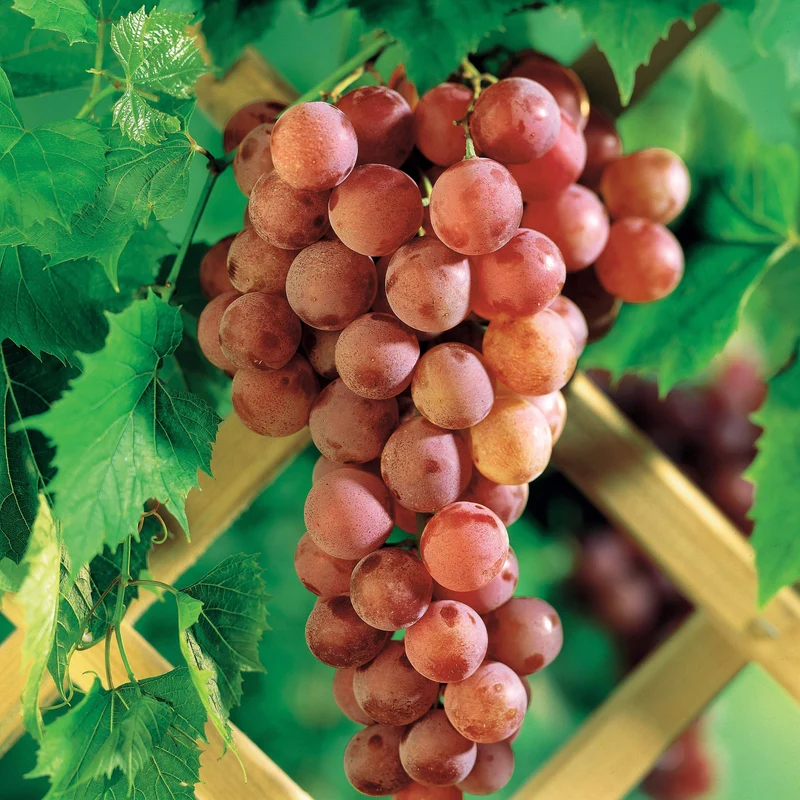 Tafeltraube ‘Chasselas Rose’