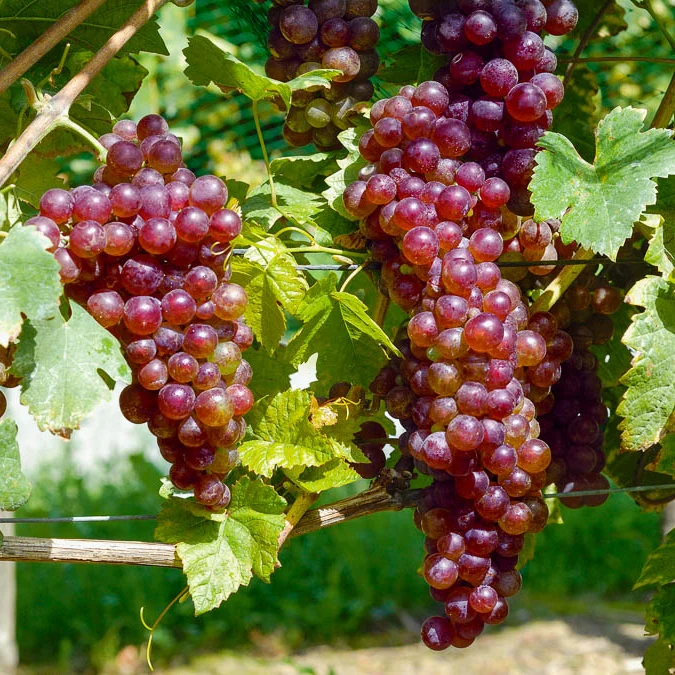Tafeltraube ‘Chasselas Rose’