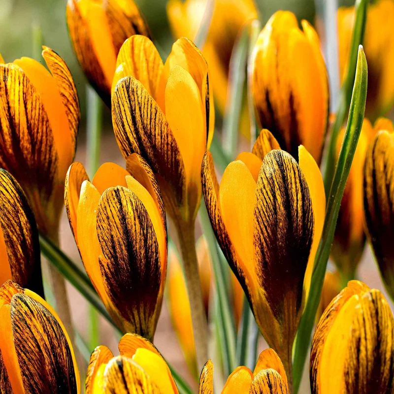 Krokus 'Orange Monarch' (x15)