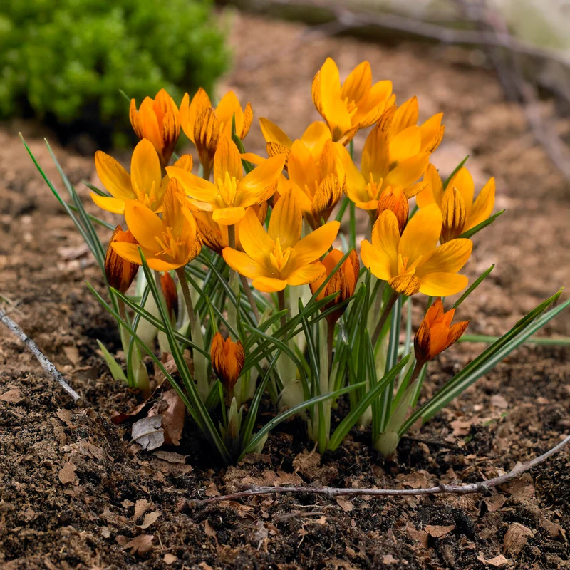 Krokus 'Orange Monarch' (x15)