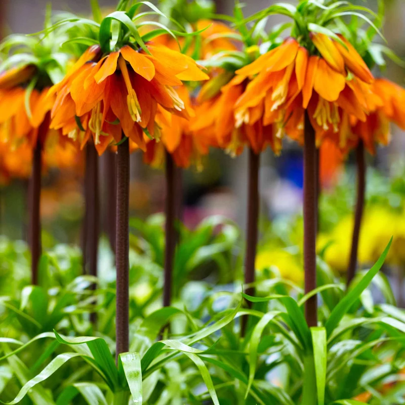 Kaiserkrone 'Orange Beauty'