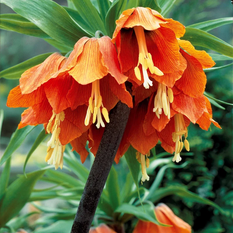 Kaiserkrone 'Orange Beauty'