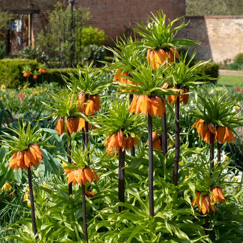 Kaiserkrone 'Orange Beauty'