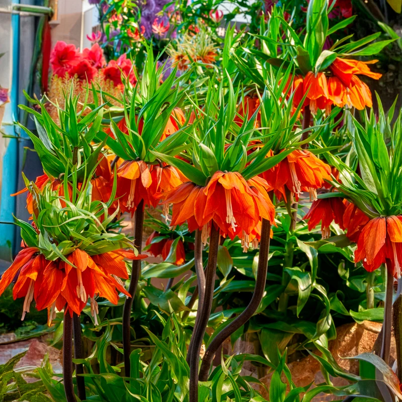 Kaiserkrone 'Orange Beauty'