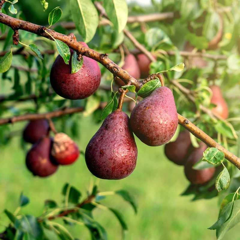 Birne ‘Williams Rot’