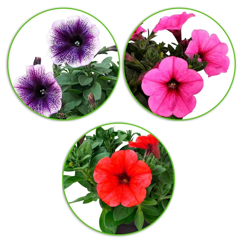Petunien Mischung 'Alpetunia' (x3)