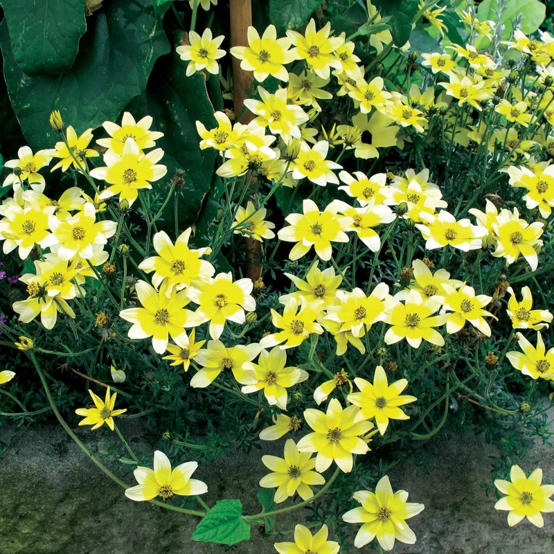 Gelbe Bidens (x3)