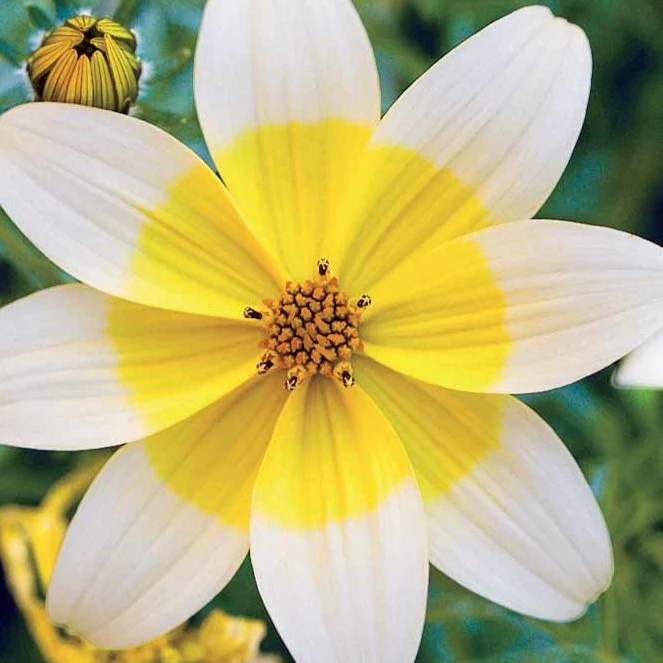 Gelbe Bidens (x3)