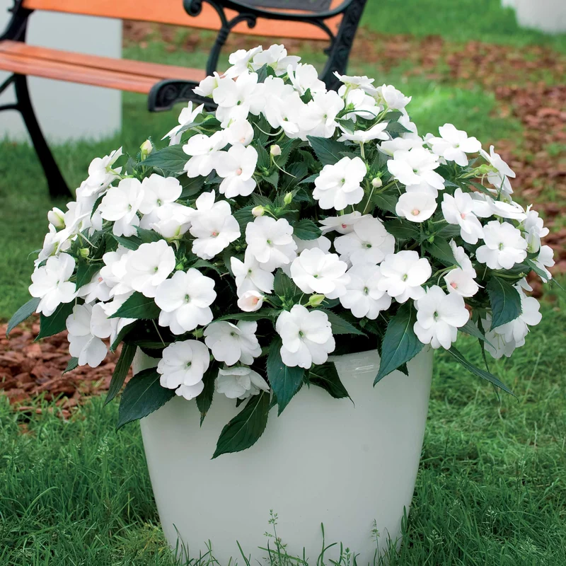 Sunpatiens weiß (x3)