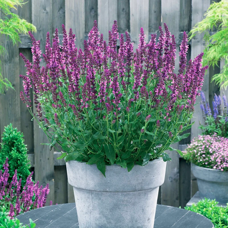 Salbei Friesland Pink (x3)