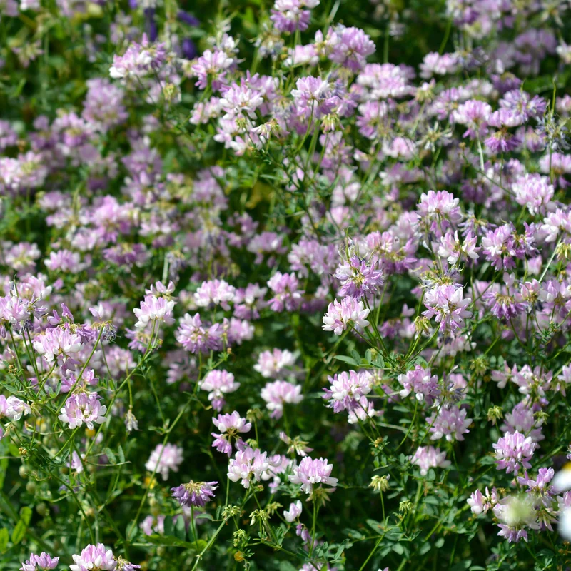 Bunte Kronwicke (x2)