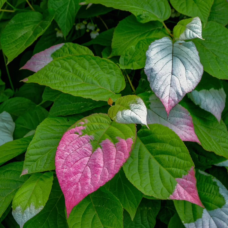 Buntlaubige Zierkiwi
