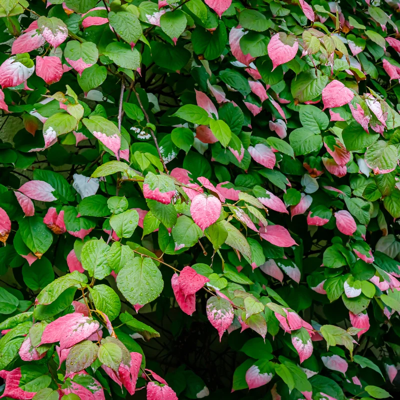 Buntlaubige Zierkiwi