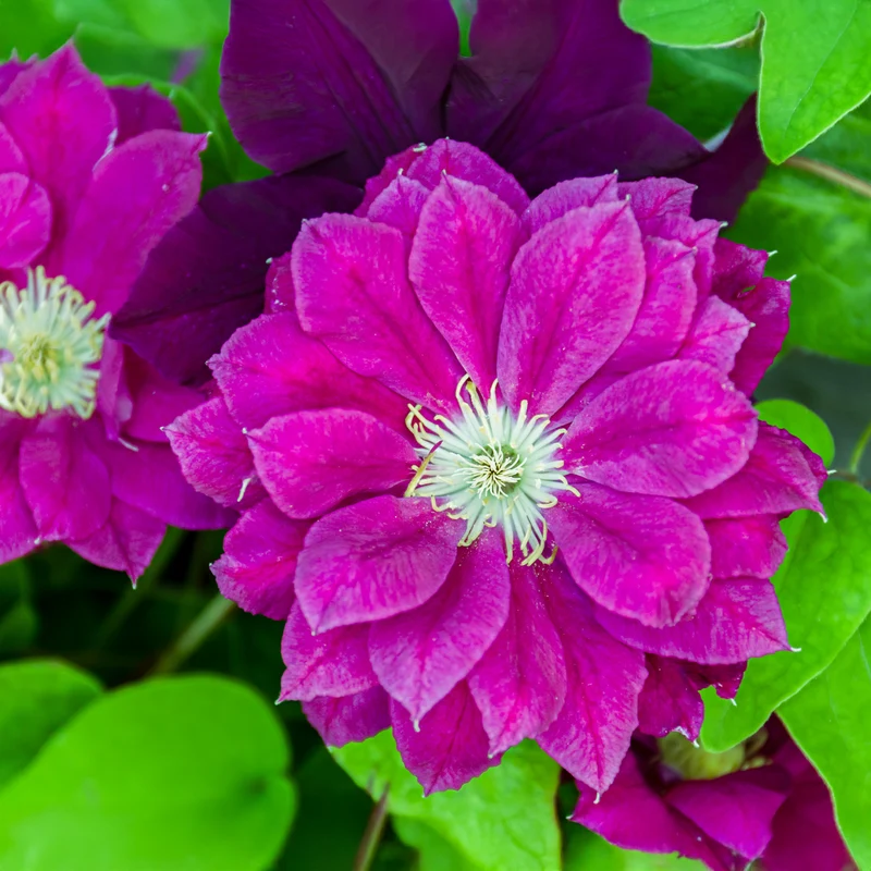Waldrebe ‘Red Star’