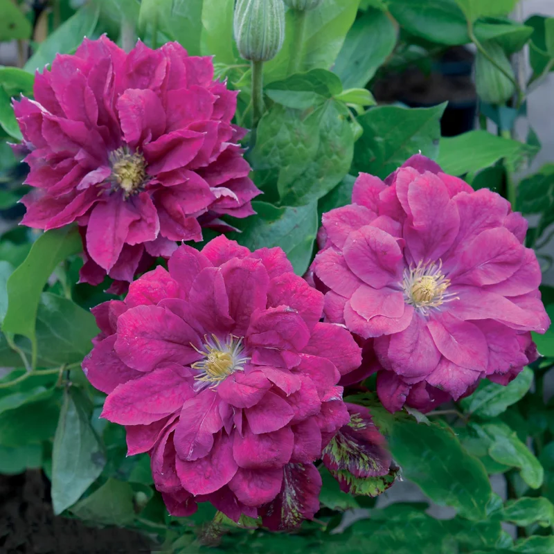 Waldrebe ‘Red Star’
