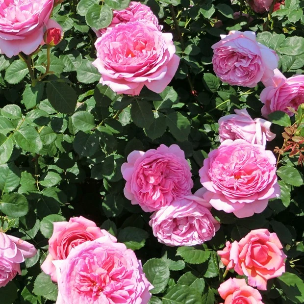 Englische Rose ‘Her’s Ausgreen’®
