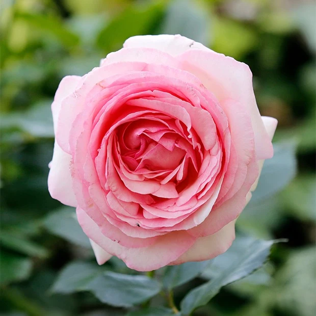 Englische Rose ‘Her’s Ausgreen’®