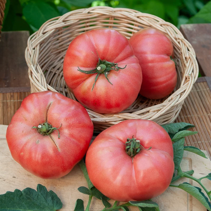Tomate ‘Rose de Berne’