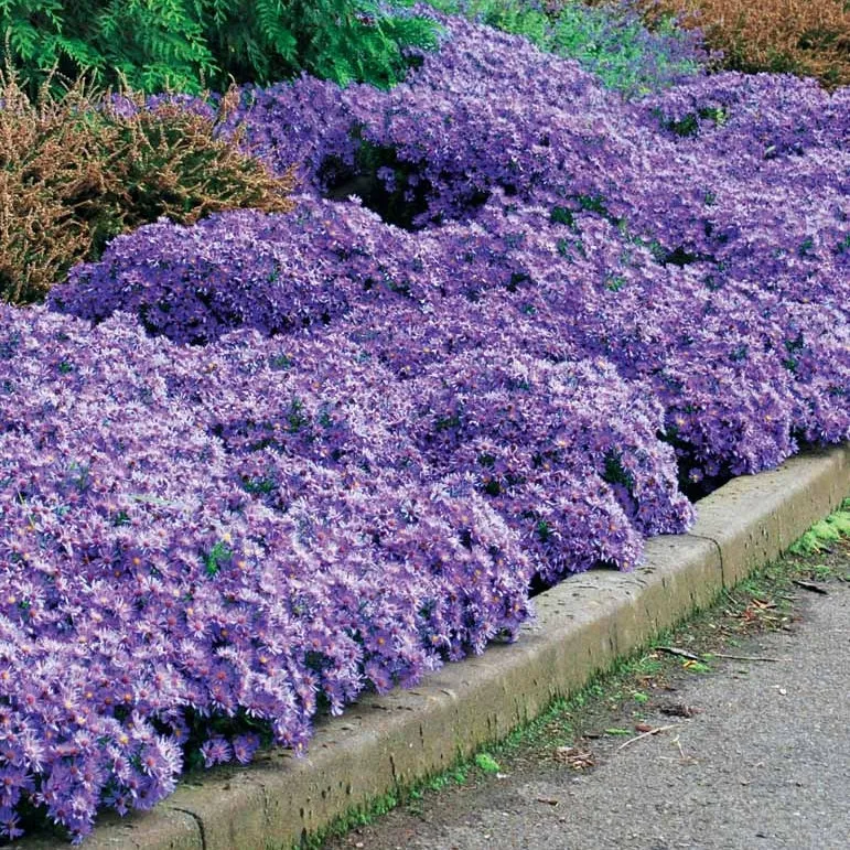 Herbstastern ‘Wood’s Light Blue’ (x3)