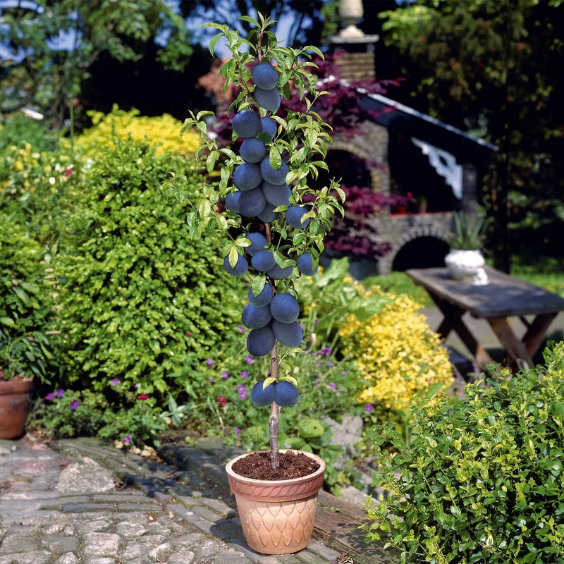 Zwergpflaume ‘Black Amber’