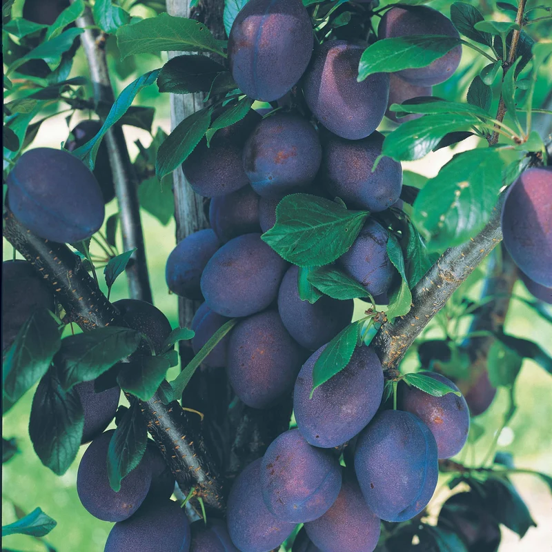 Zwergpflaume ‘Black Amber’