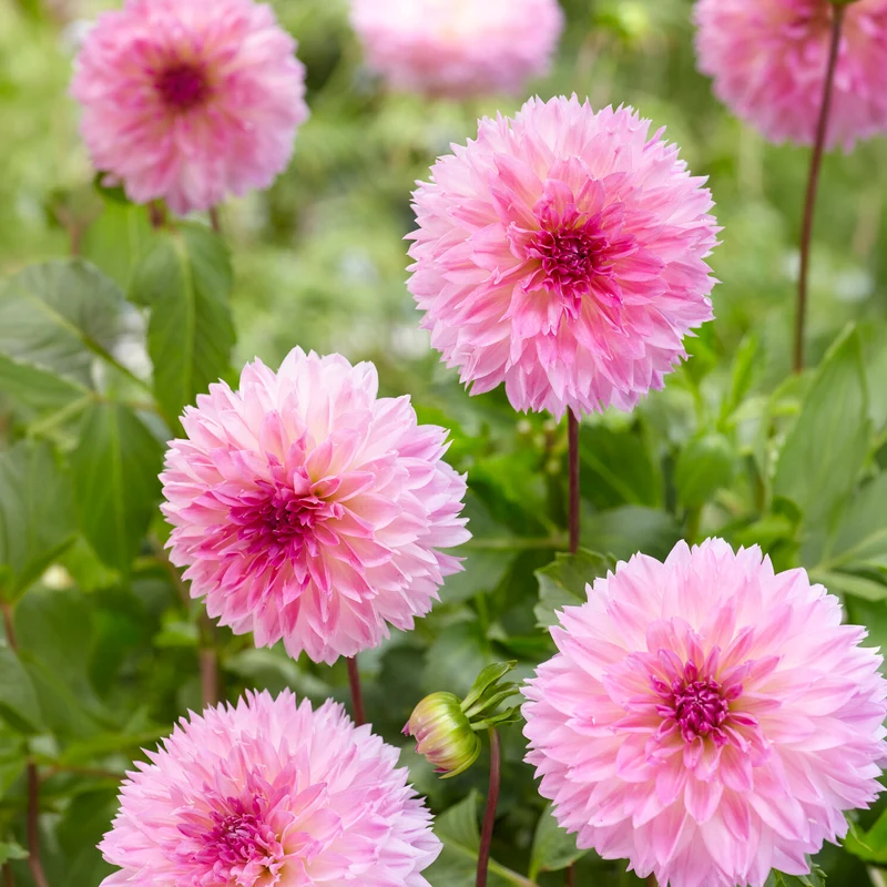 Dahlien Sakura Fubuki rosa (x3)