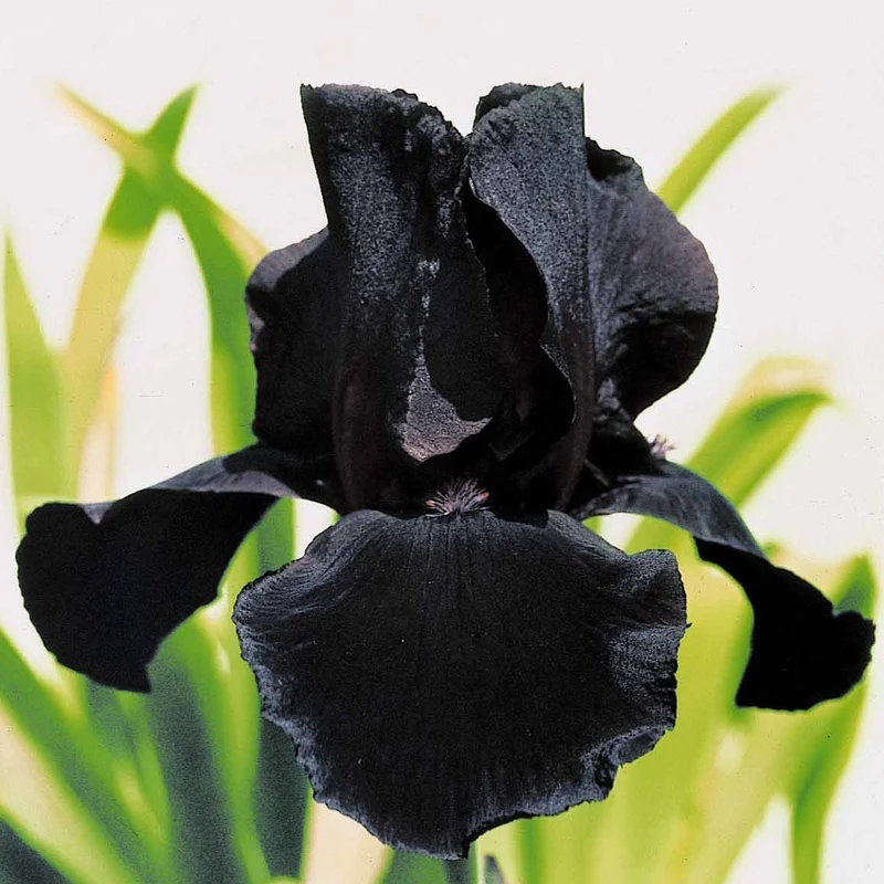 Bart-Schwertlilie ‘Study in Black’ (x2)