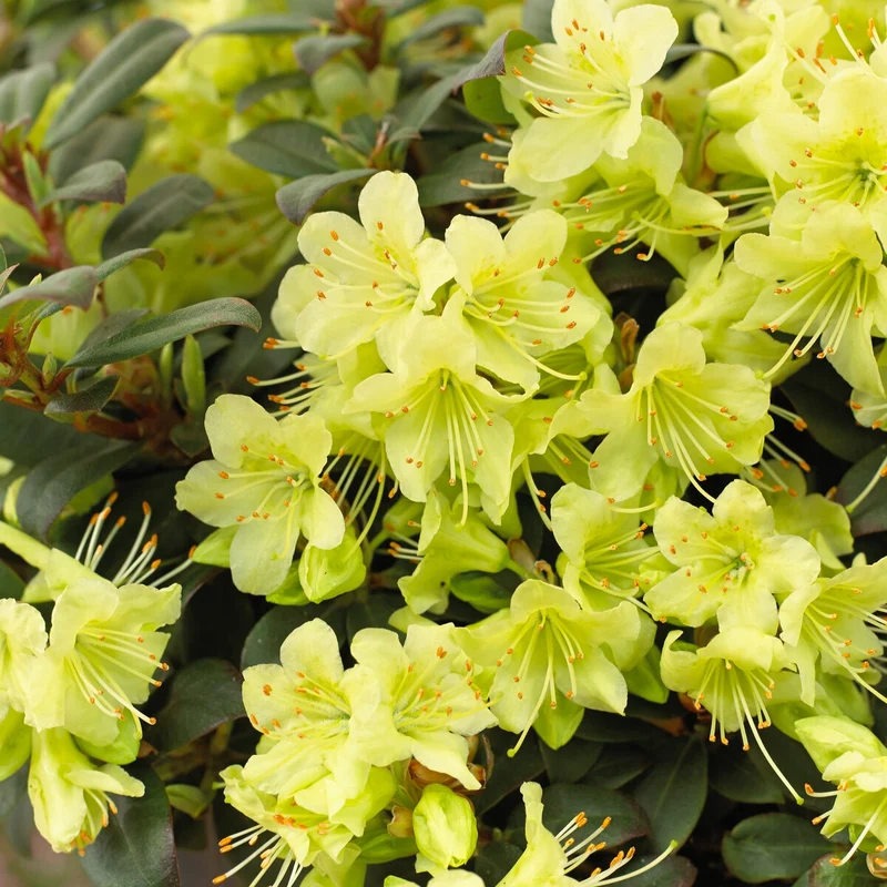 Zwerg-Alpenrose Princess Anne