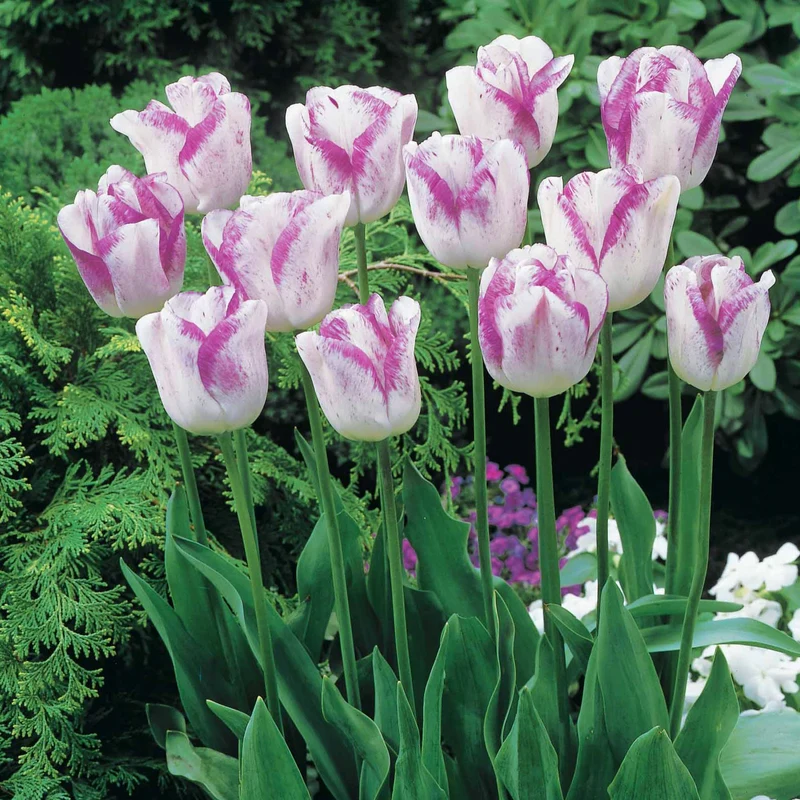 Romantische Tulpen-Kollektion (x20)