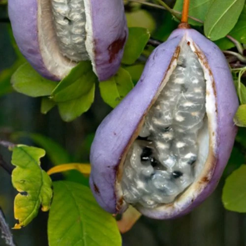 Fingerblättrige Akebie 'Quinata'