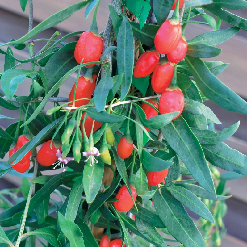 Goji-Beere 'Princess Tao'