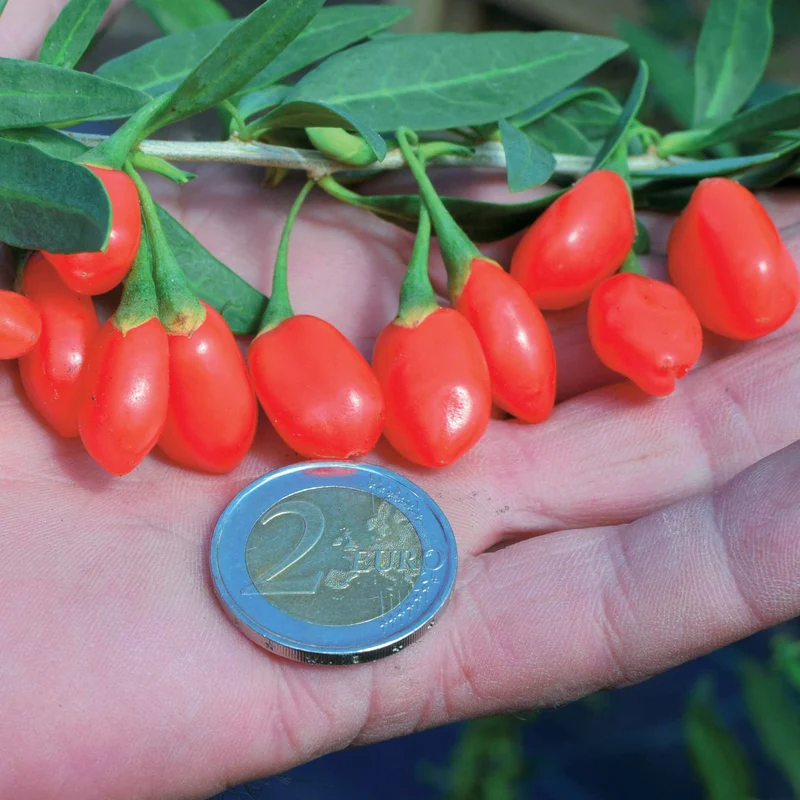Goji-Beere 'Princess Tao'