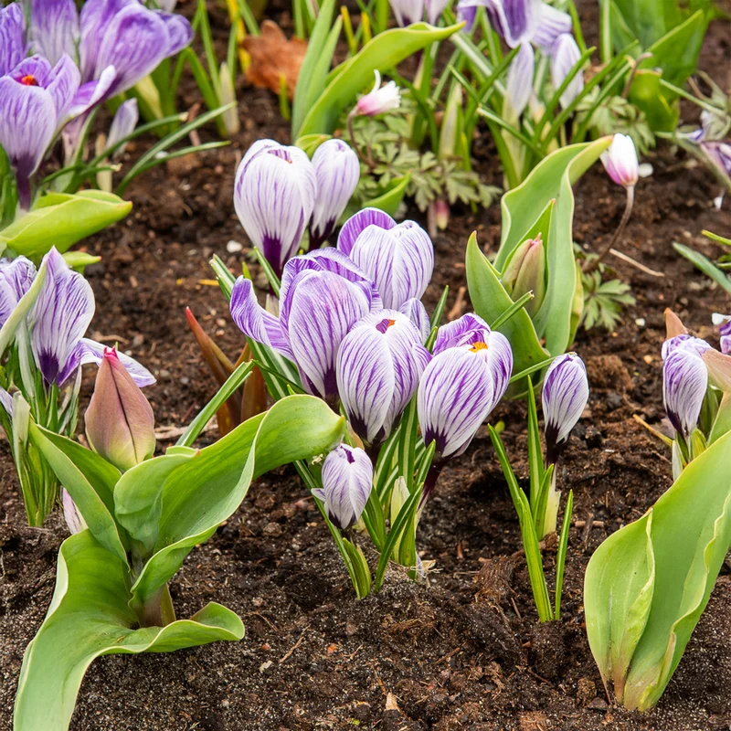 Krokus 'Pickwick' (x15)