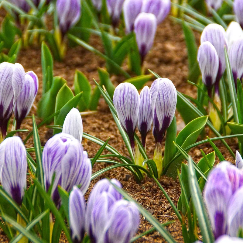 Krokus 'Pickwick' (x15)