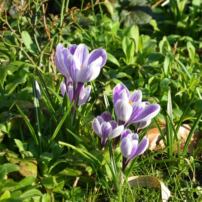 Krokus 'Pickwick' (x15)