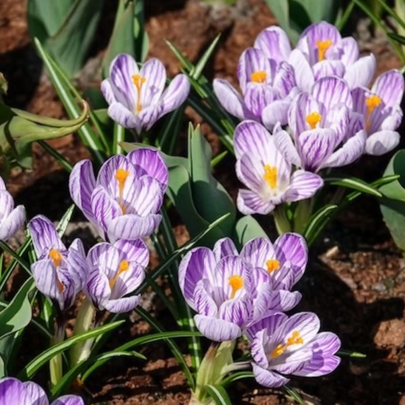 Krokus 'Pickwick' (x15)
