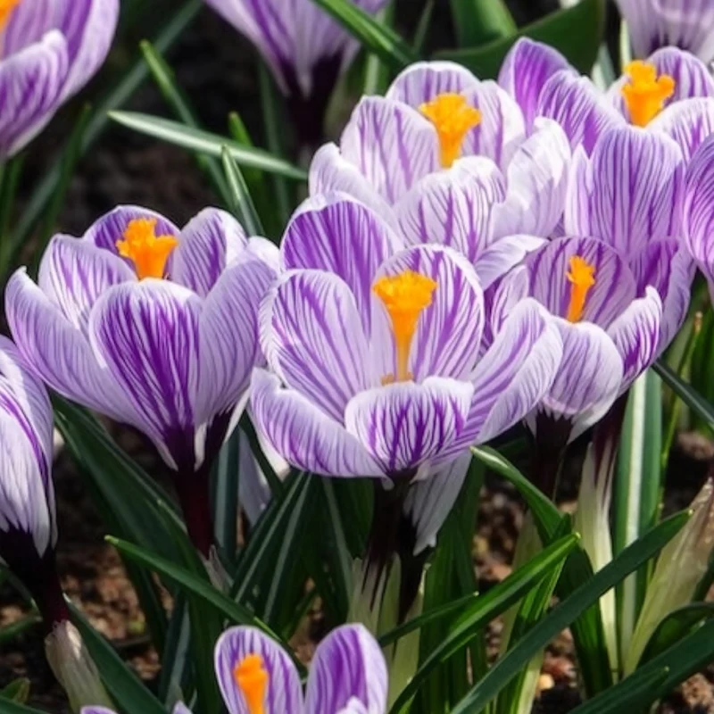Krokus 'Pickwick' (x15)
