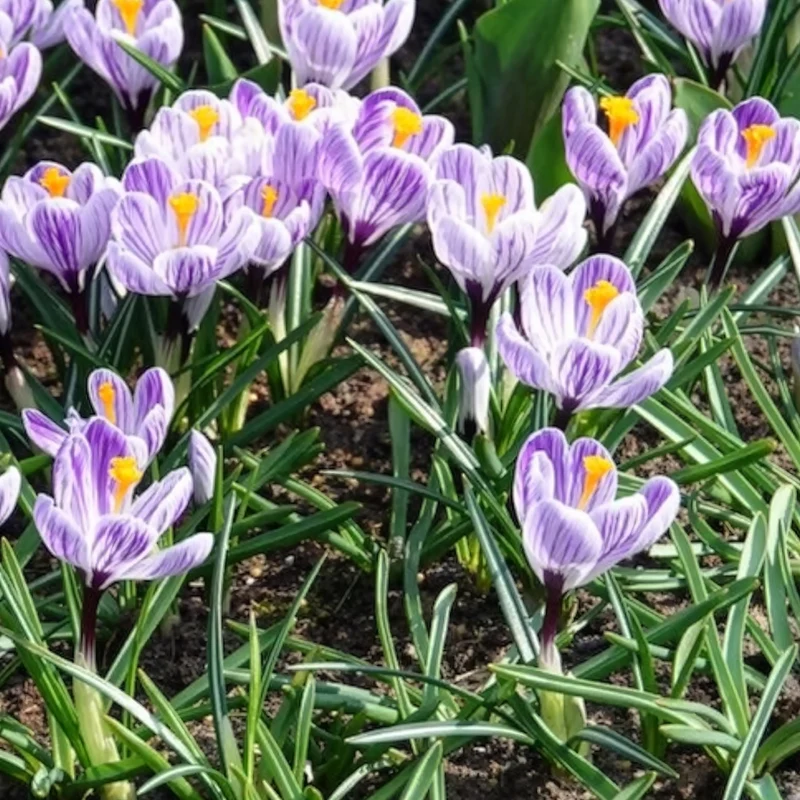 Krokus 'Pickwick' (x15)