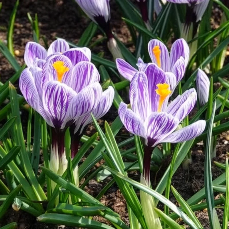 Krokus 'Pickwick' (x15)
