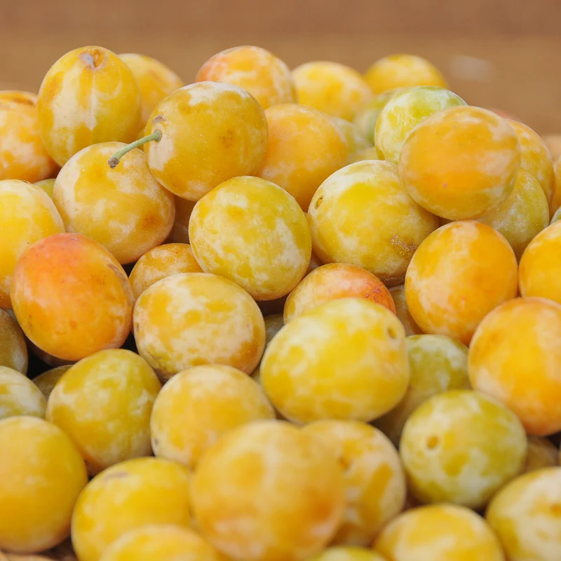 Pflaume ‘Reine-Claude d’Oullins’