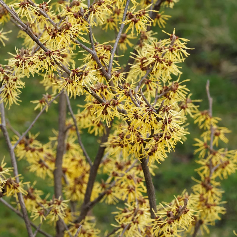 Chinesische Zaubernuss