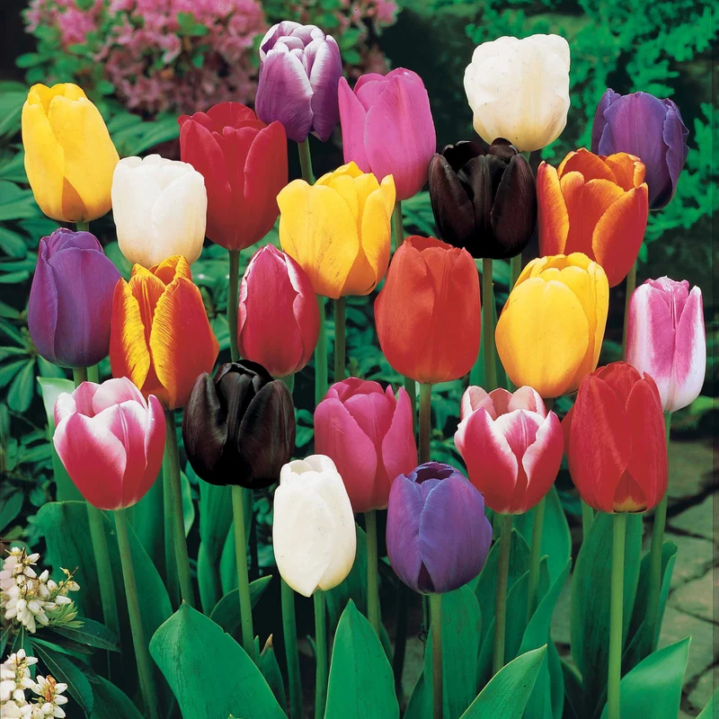 Langstielige Tulpen Mischung (x50)