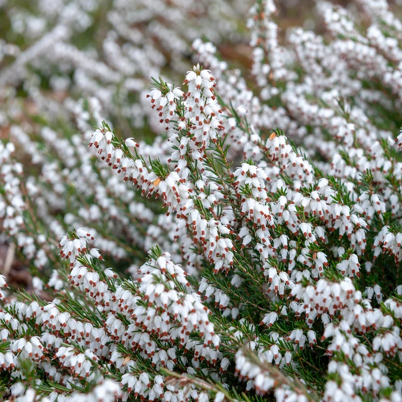 Weiße Winterheide (x3)
